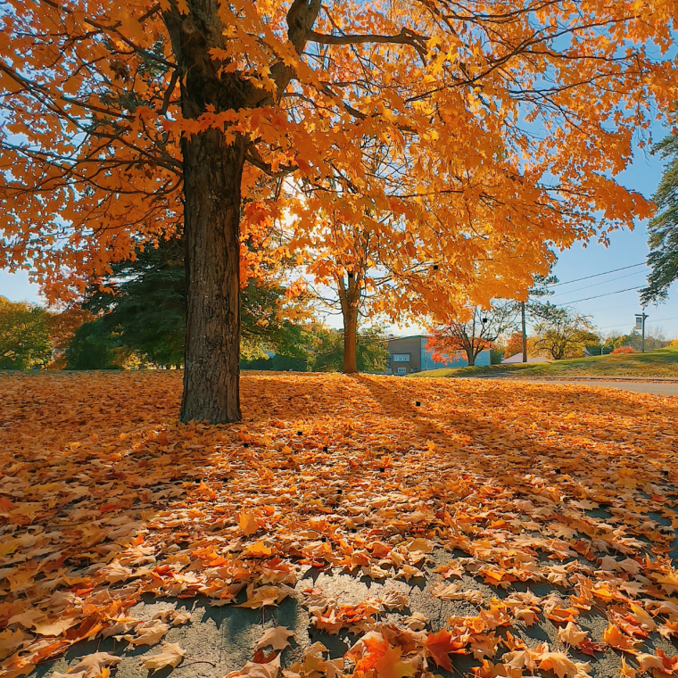 Helpful tips for a fall reset