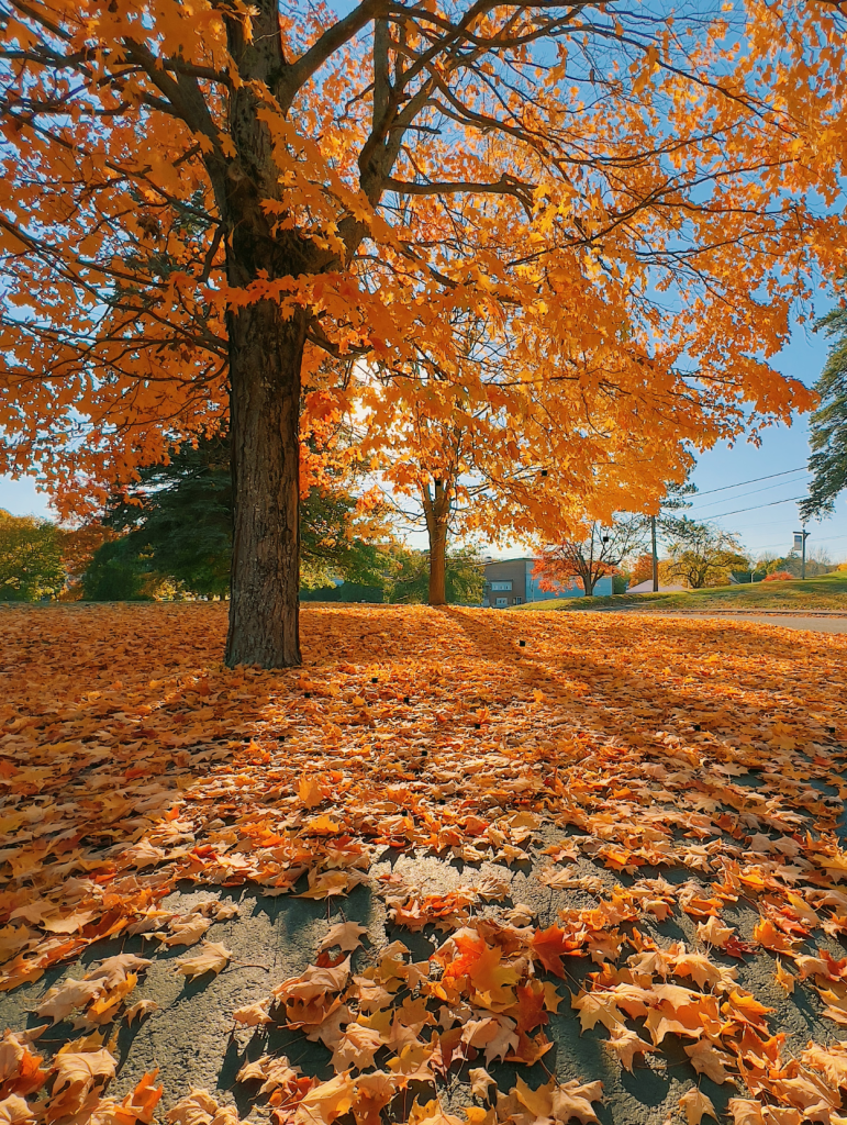 Helpful tips for a fall reset